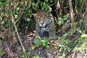 Tour 11 - Hochplateau, schnorcheln im glasklaren Fluss, Pantanal und Jaguar Tour