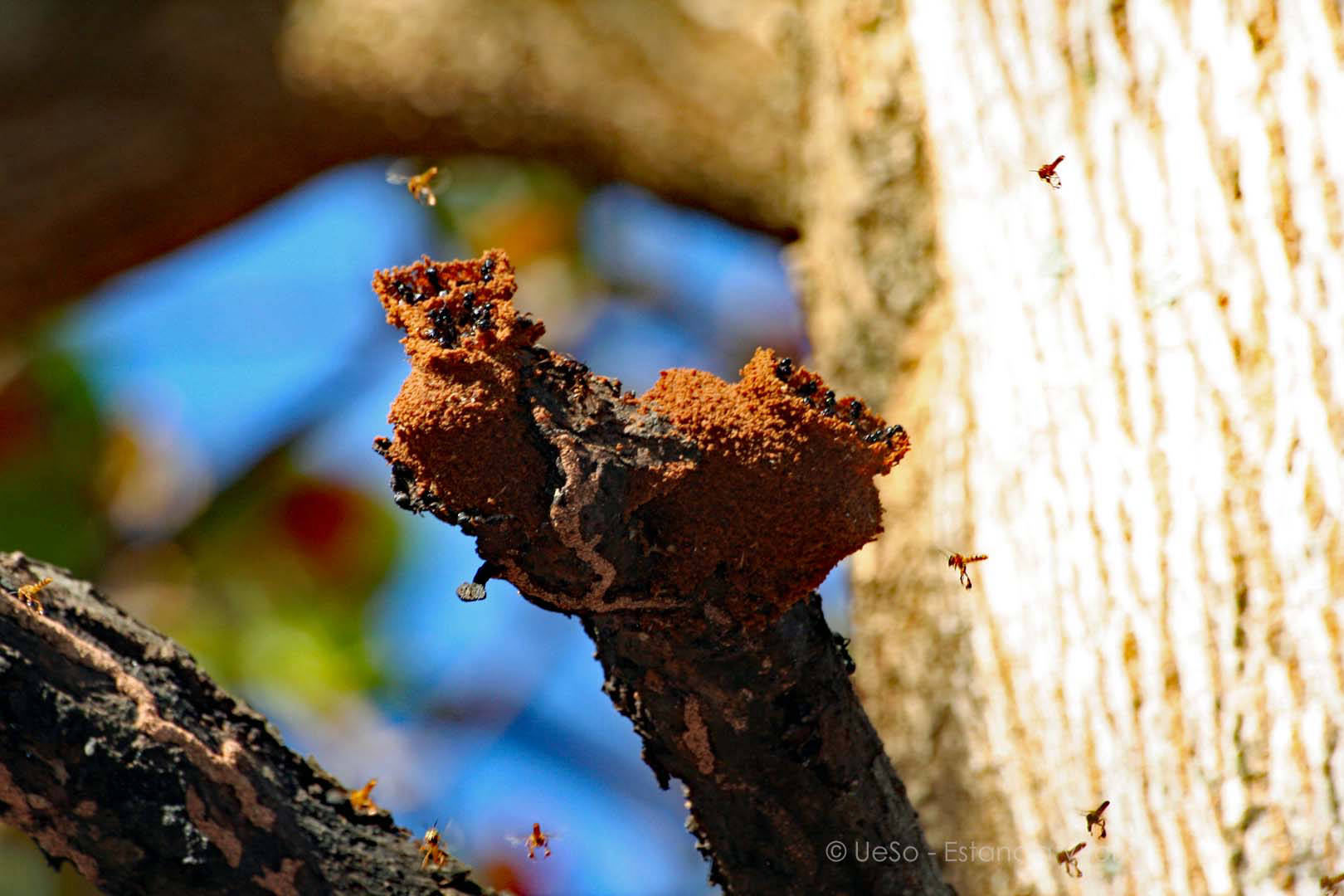 Bienenstock