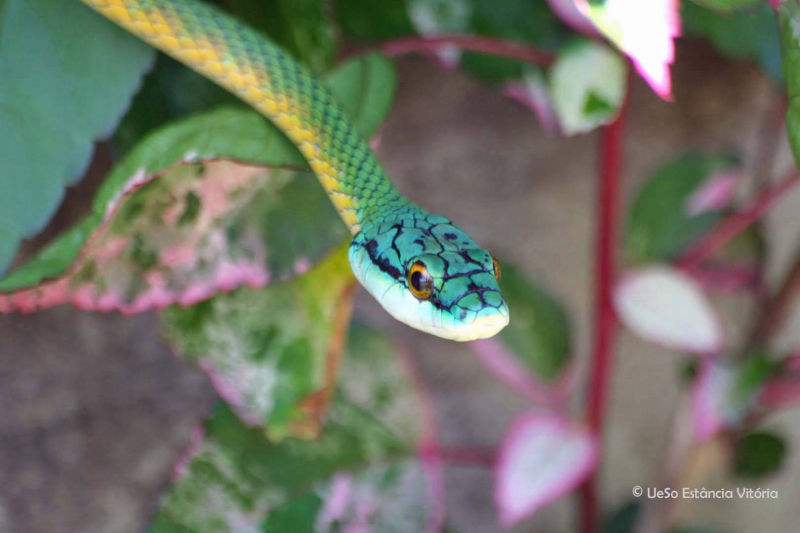 Leptophis ahaetulla, Dünnschlange