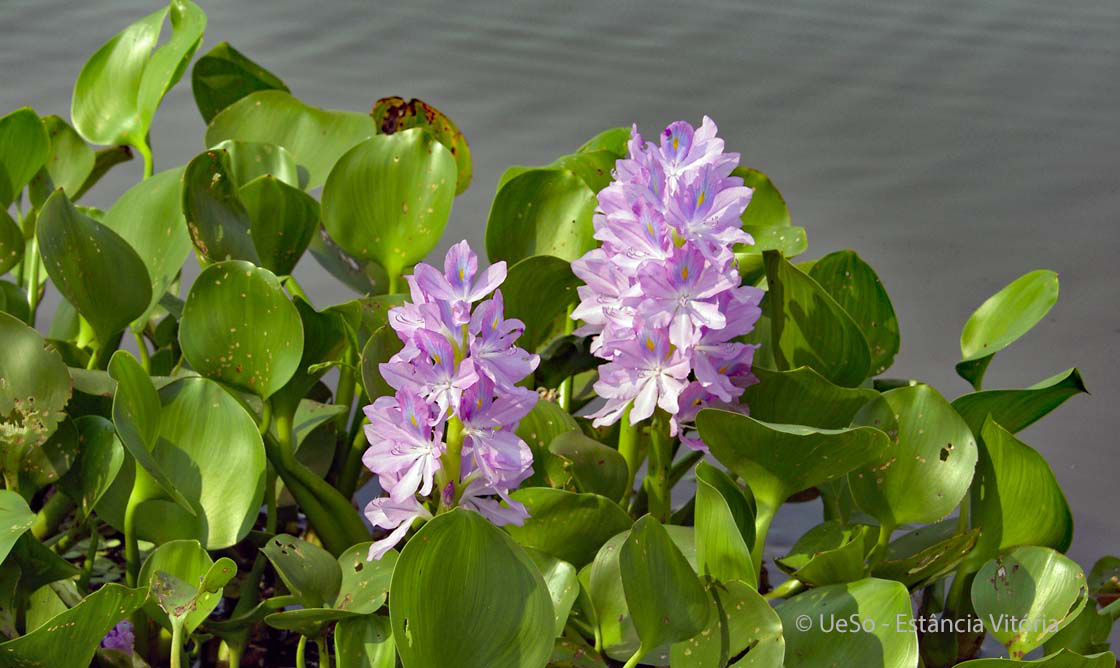 Wasserhyazinthe, Eichhornia Crassipes