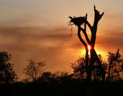Jabiru Nest in der Abendstimmung
