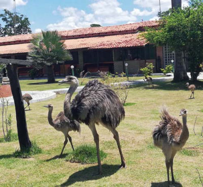 Nandus im Garten