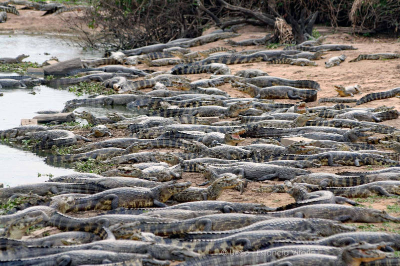 In der Trockenzeit tümmeln sich viele Kaiman an den Wasserstellen