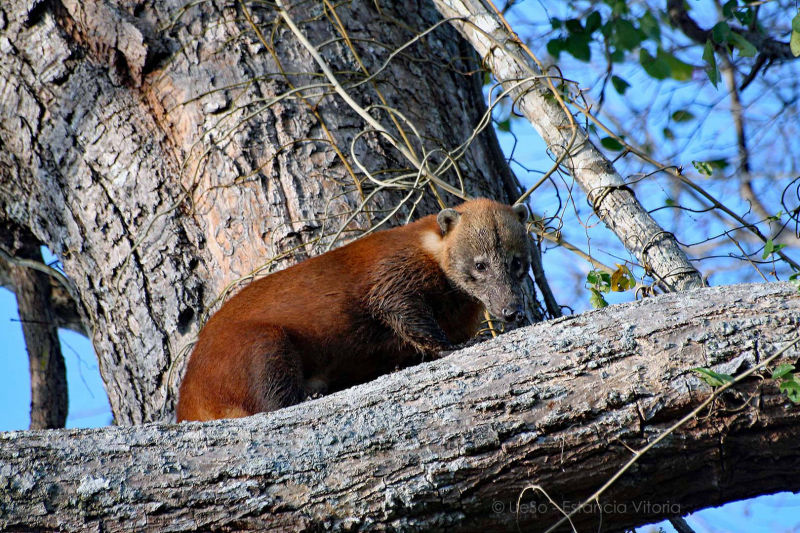 Nasenbär auf Baum