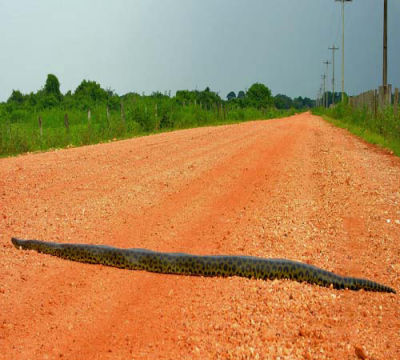 Anakonda auf der Transplantaneira Mato Grosso
