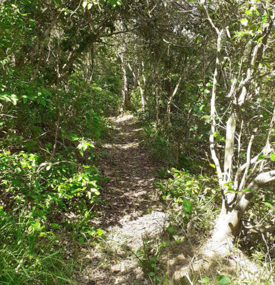 Spazierwege im Busch des Pantanals