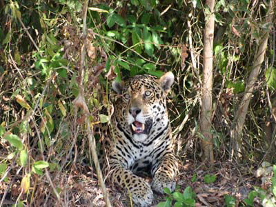 Jaguar trip