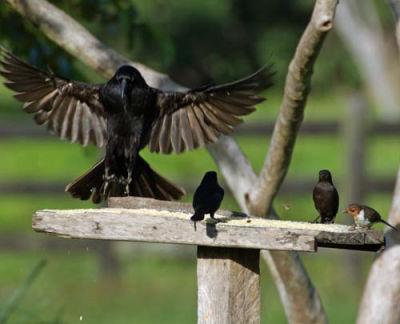 schwarze Vögel an der Vogelfutter Station