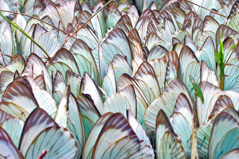 Schmetterlinge