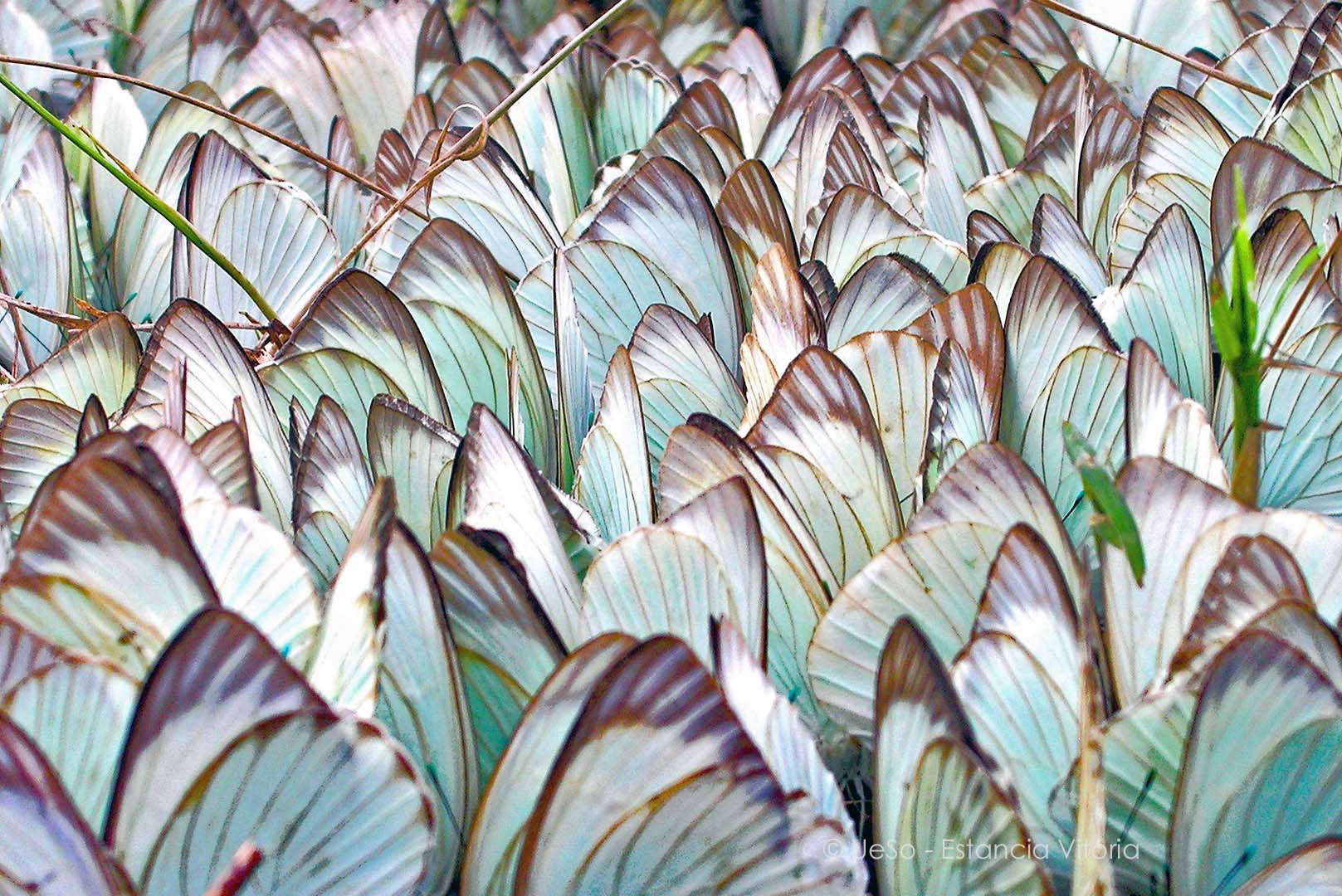 Schmetterlinge