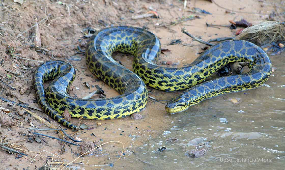 Sucuri amarela no Pantanal