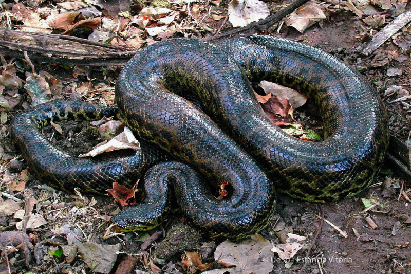 uma anaconda encontra-se no chão da folha