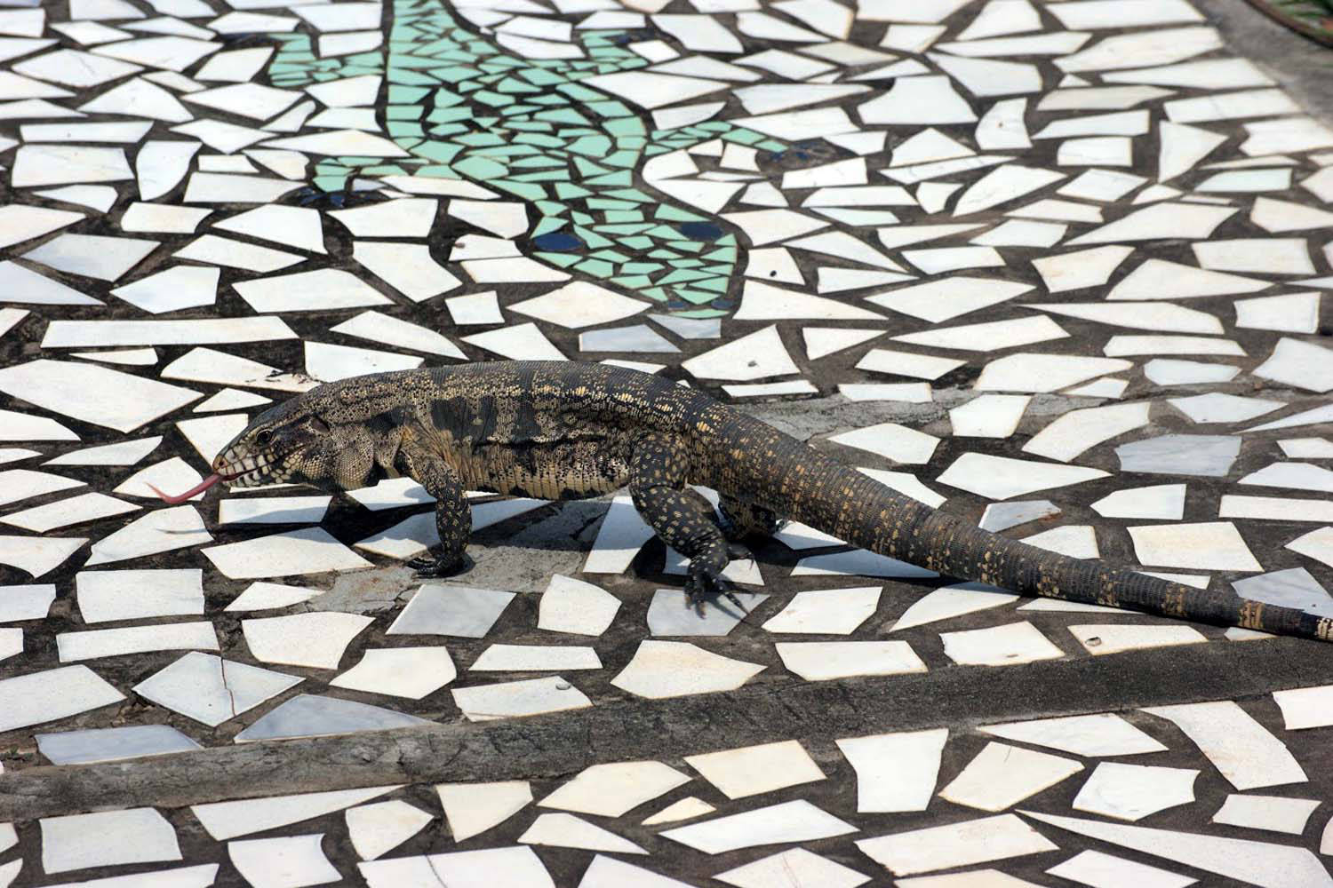 iguana