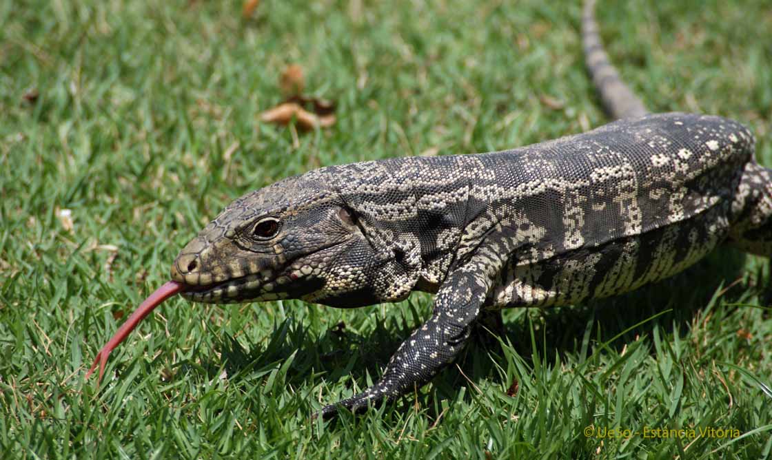 Lagarto, Tupinambis teguixin