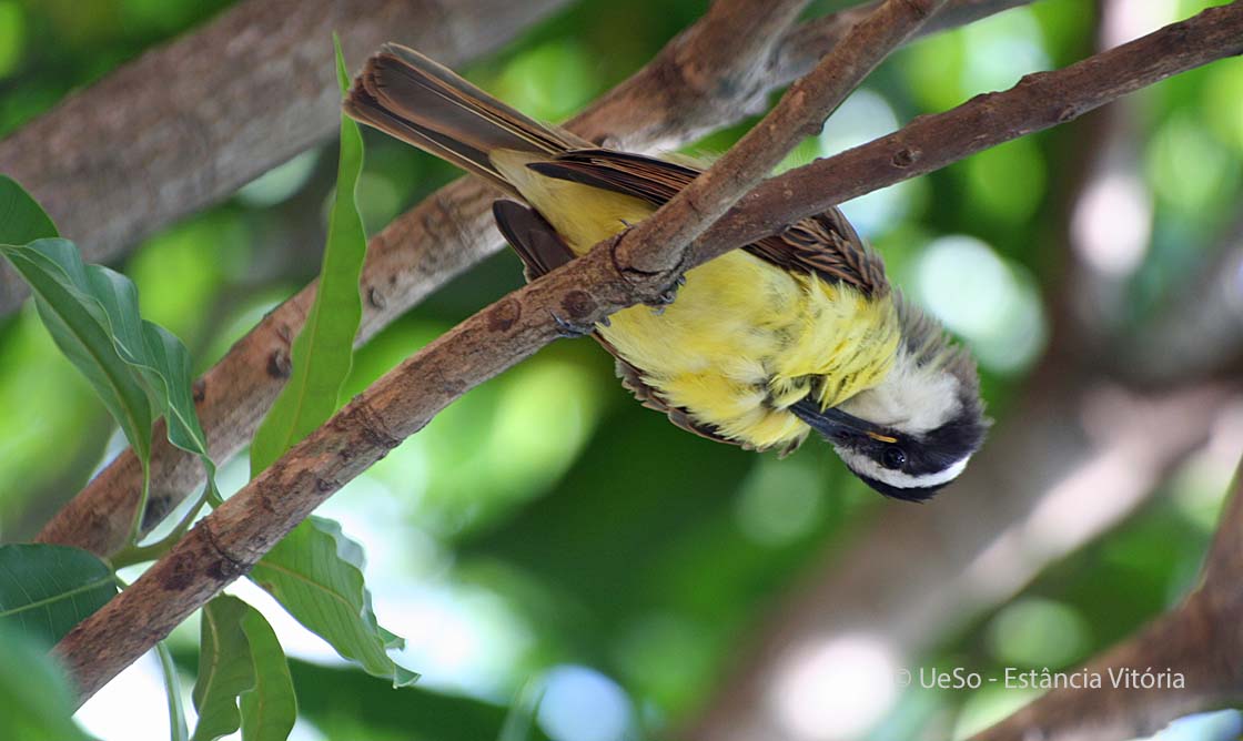 Bem-te-vi, Pitangus sulphuratus