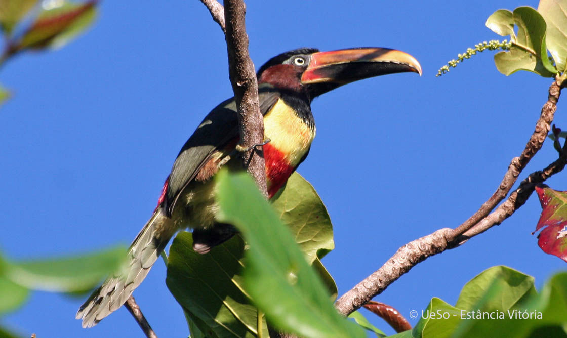 Araçari castanho, Pteroglossus castanotis
