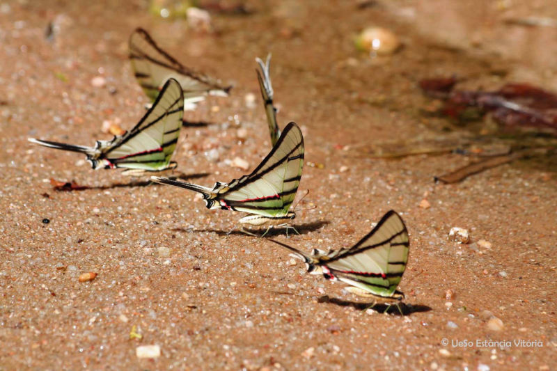 Mariposa Cometa Cebra, Protographium agesilaus