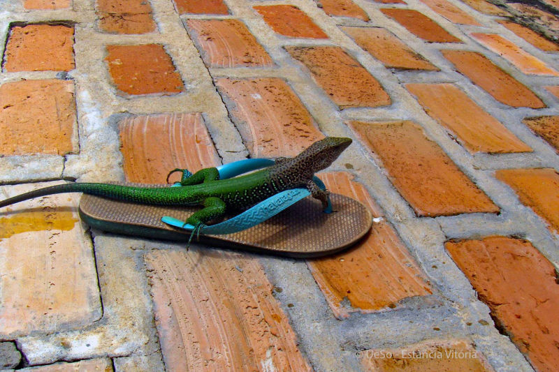 lagarto