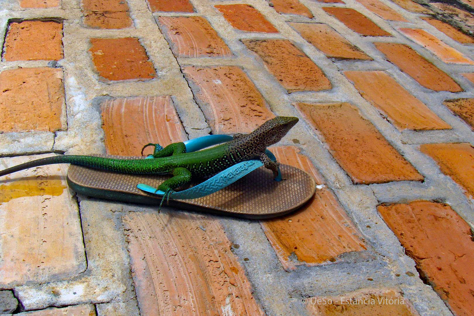 lagarto