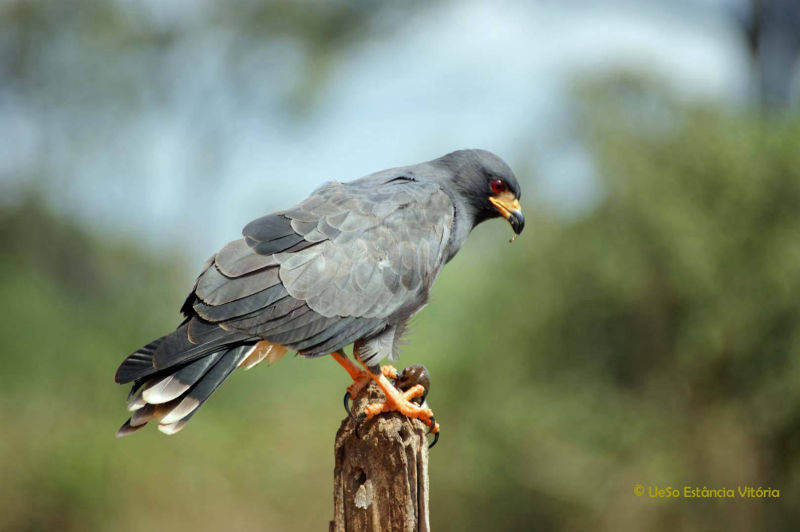 Gavião caramujeiro, Rostrhamus sociabilis, com concha de caracol