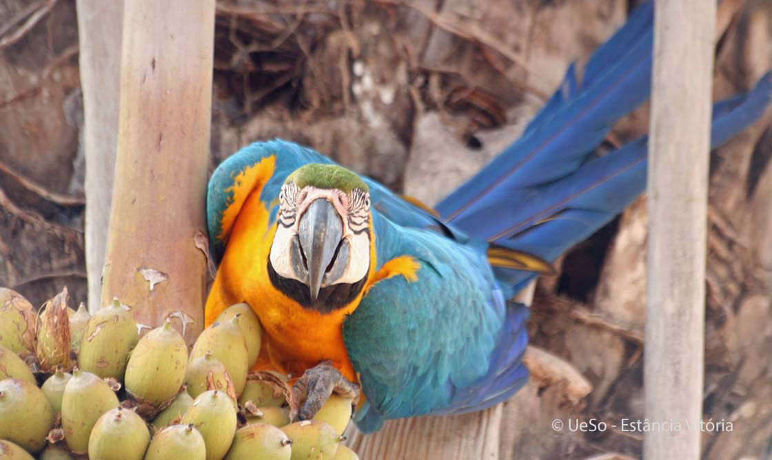 Arara canindé, Ara ararauna