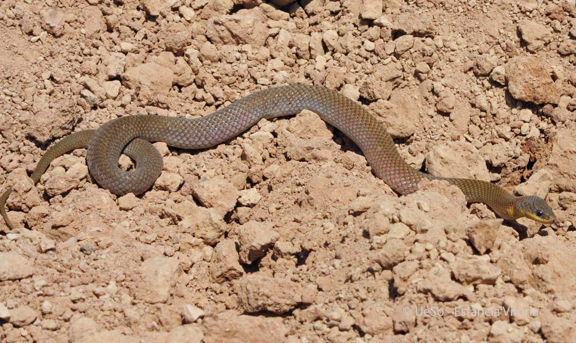 Mata Cavalo, Liophis poecilogyrus
