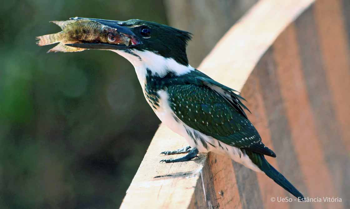 Martinho, Chloroceryle americana