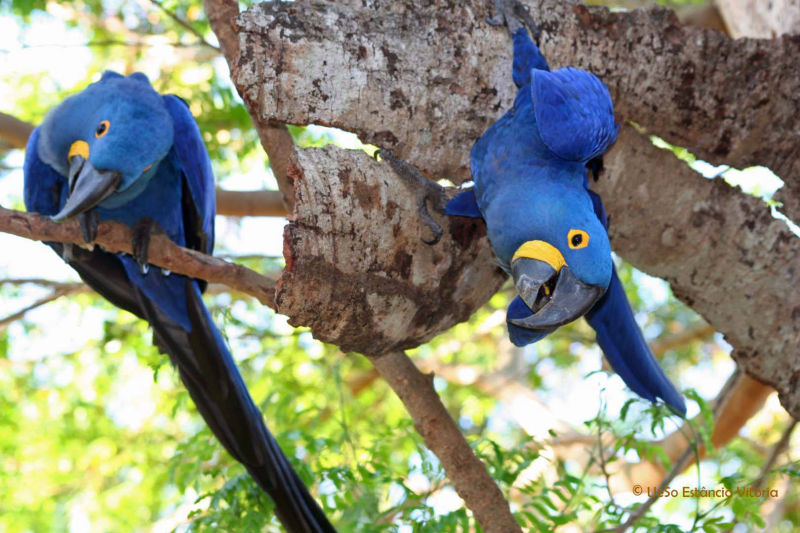 arara-azul, Anodorhynchus hyacinthinus