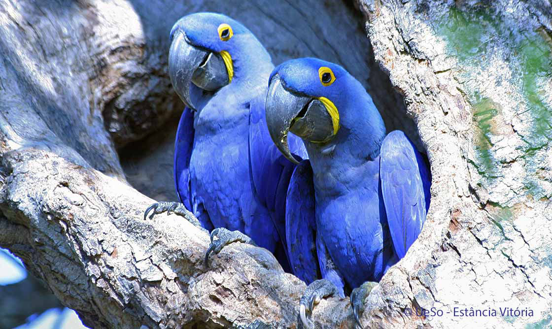 Arara azul grande, Anodorhynchus hyacinthinus