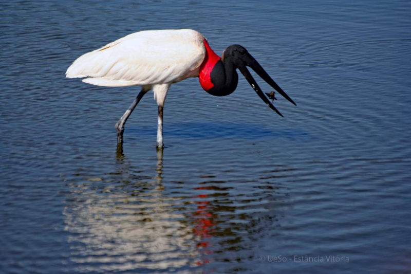O Jabiru ou Tuiuiu é um pescador excelente