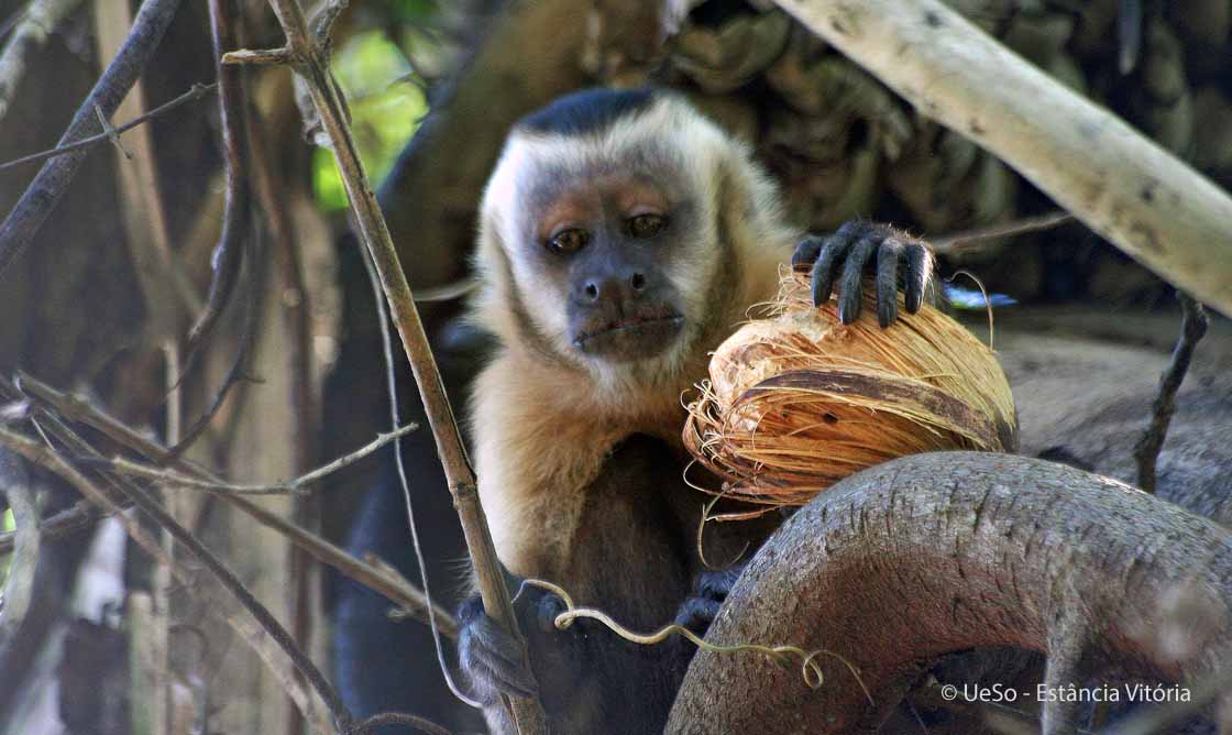 Macaco prego, Cebus apella