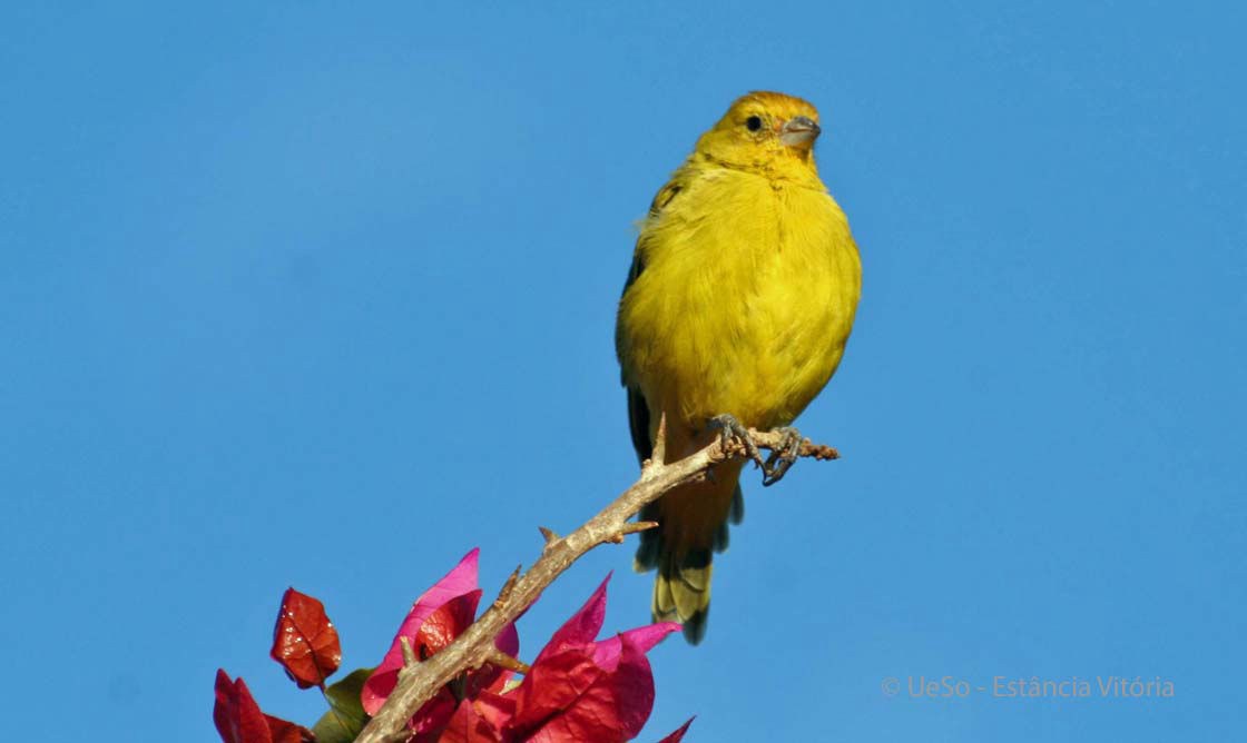 Tipio, Sicalis luteola
