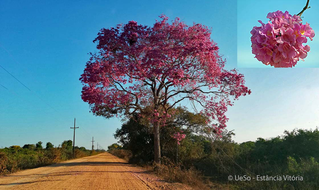 Ipê-roxo, Handroanthus impetiginosus