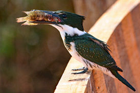 Pacote 8 - Cachoeiras da serra azul e flutuação em águas cristalinas em Nobres e Pantanal