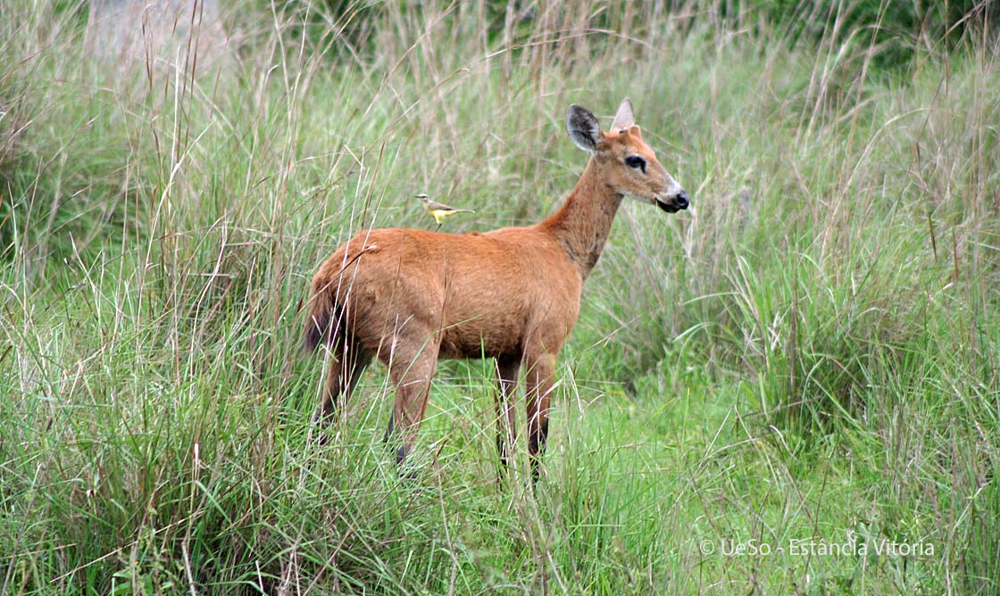 Veado Campeiro, Ozotoceros bezoarticus
