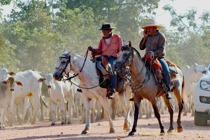 Vaqueiros na Transpantaneira