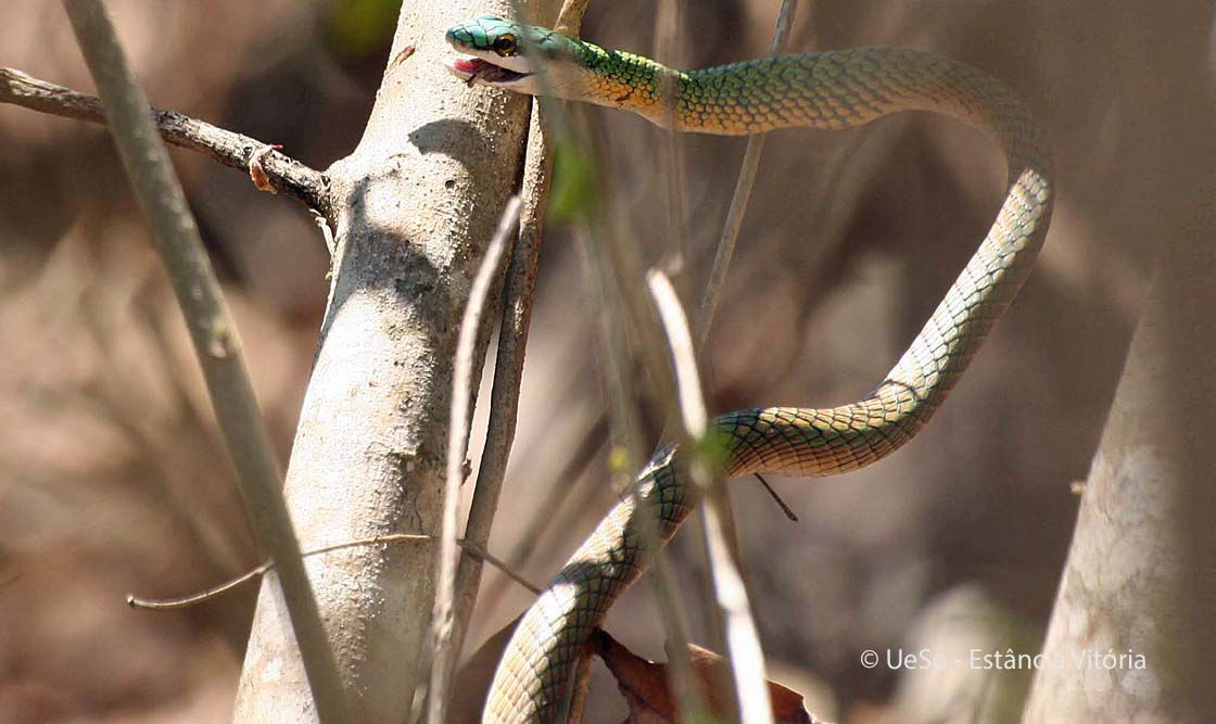 Azulão bóia, Leptophis ahaetulla