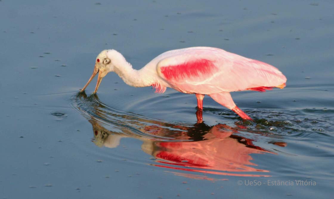 Colhereiro americano, Platalea ajaja
