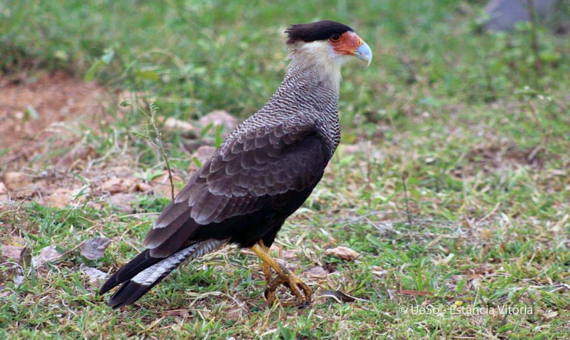 Caracará, Polyborus plancus