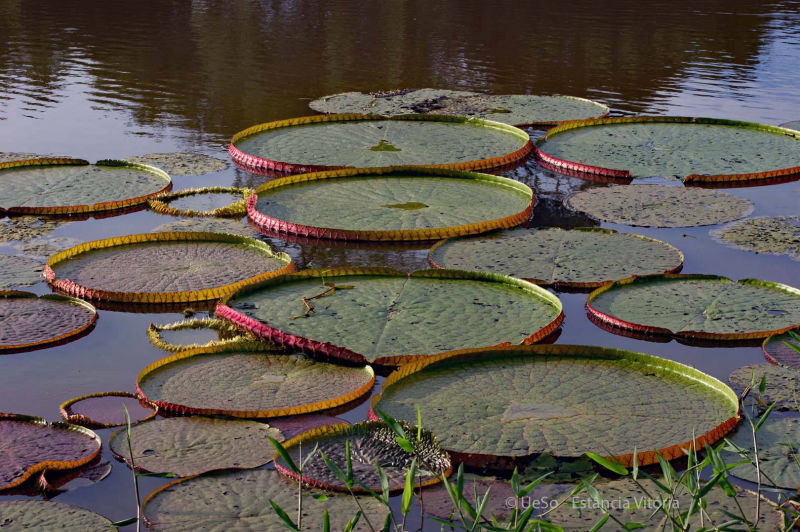 uma visão comum, a gigante Amazonica Victoria