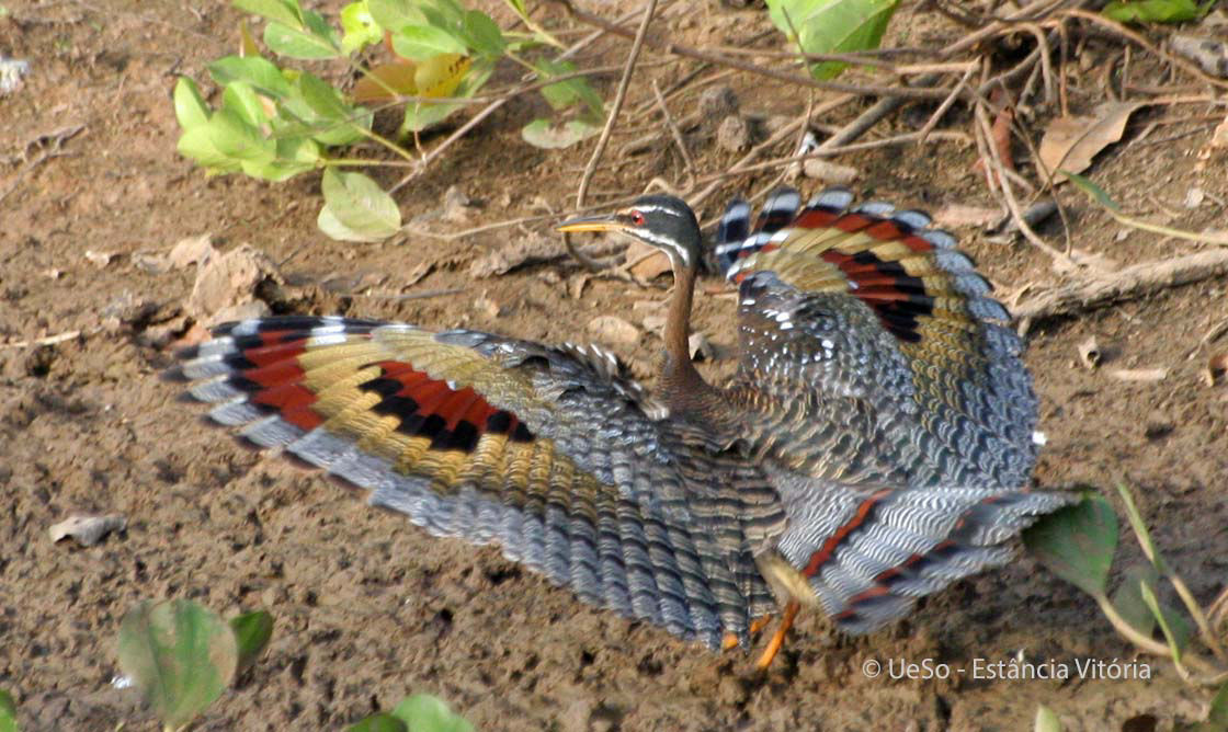 Pavãozinho do pará, Eurypyga helias