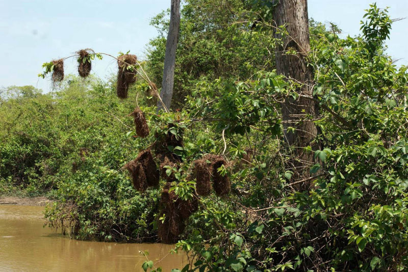 Ninhos de Pássaros de Ploceidae