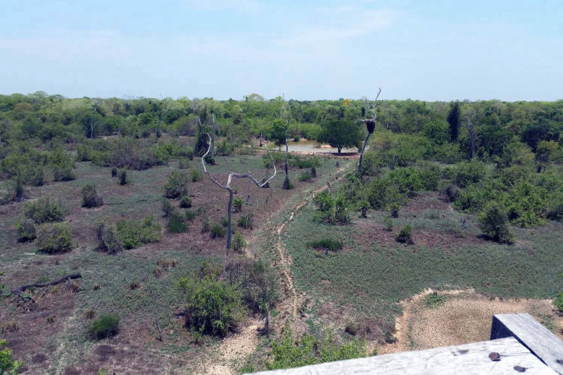 Vista da torre sobre a paisagem circundante no Pantanal