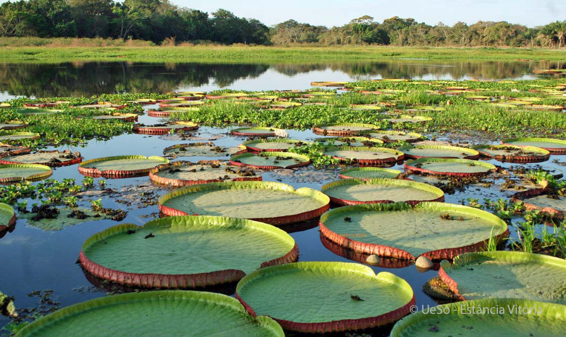 Vitória santa cruz, Victoria cruziana