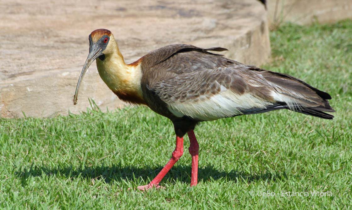 Curicaca, Theristicus caudatus