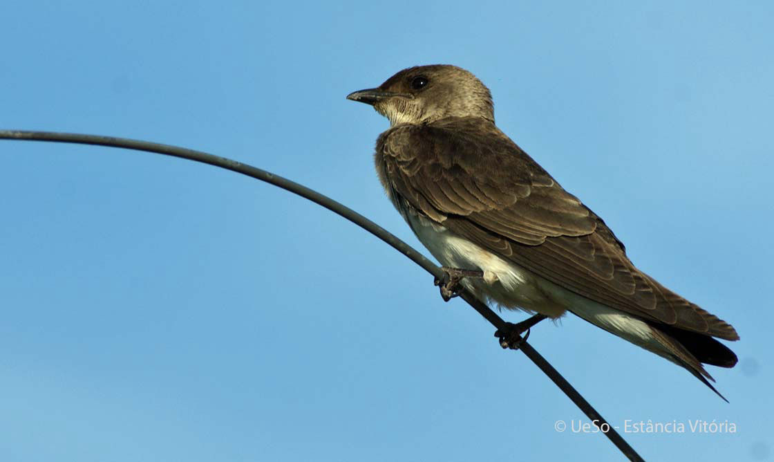 Sabia laranjeir, Stelgidopteryx ruficollis