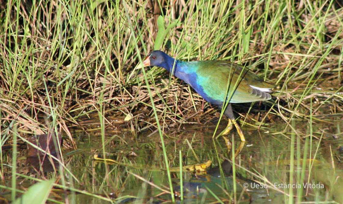 Frango d’água azul, Porphyrio martinica